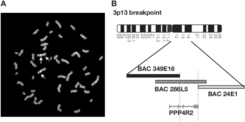A) Fish Using Bacterial Artificial Chromosome (bac) - Diagram (850x428), Png Download
