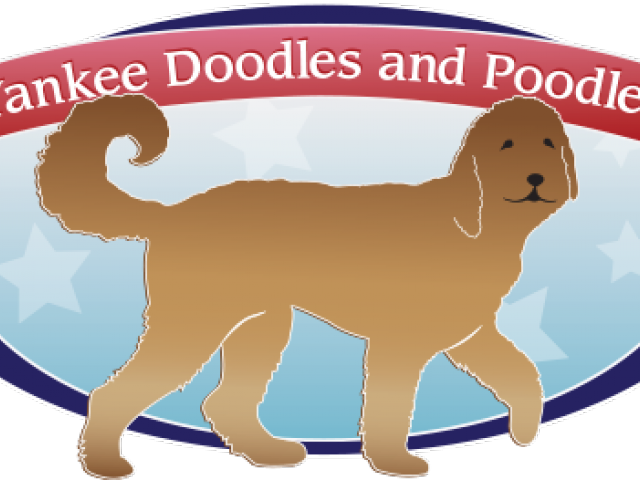 Goldendoodle Clipart Doodle Dog - Goldendoodle (640x480), Png Download