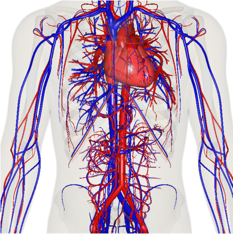 Screen 2 On Flowvella - Human Cardiovascular System 3d (466x677), Png Download