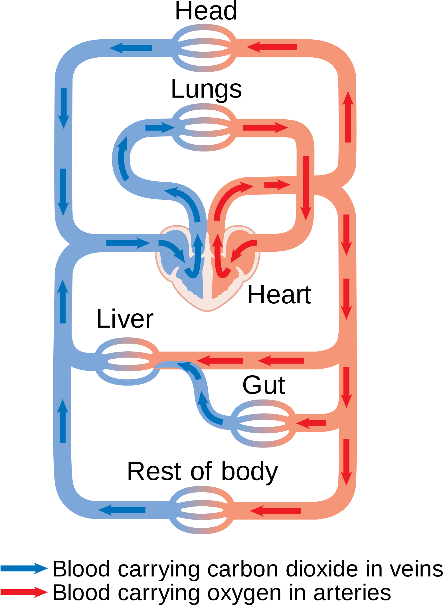 Open - Keuhkoverenkierto Ja Iso Verenkierto (2000x2400), Png Download