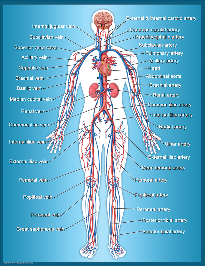 Tcr7647 Circulatory System Chart Image - Circulatory System Chart By Teacher Created Resources (900x900), Png Download