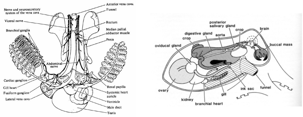 Hapalochlaena Fasciata Blue Lined Octopus Cardiovascular - Octopus Circulatory System Diagram (966x374), Png Download