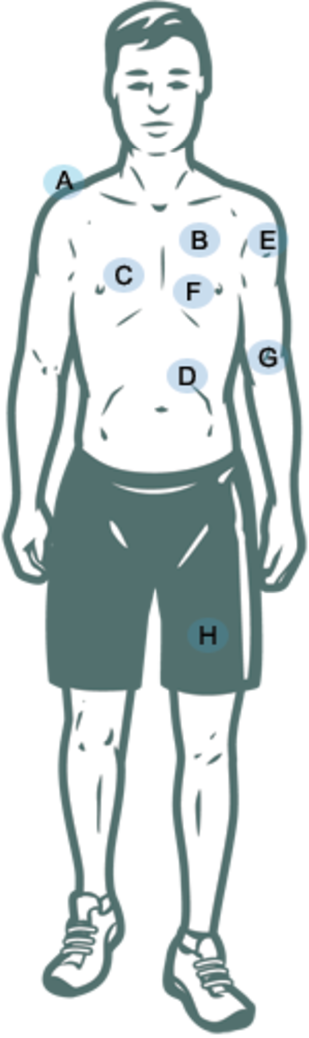 Circulatory System Pliable Capillaries And Cell Walls - Illustration (620x2083), Png Download