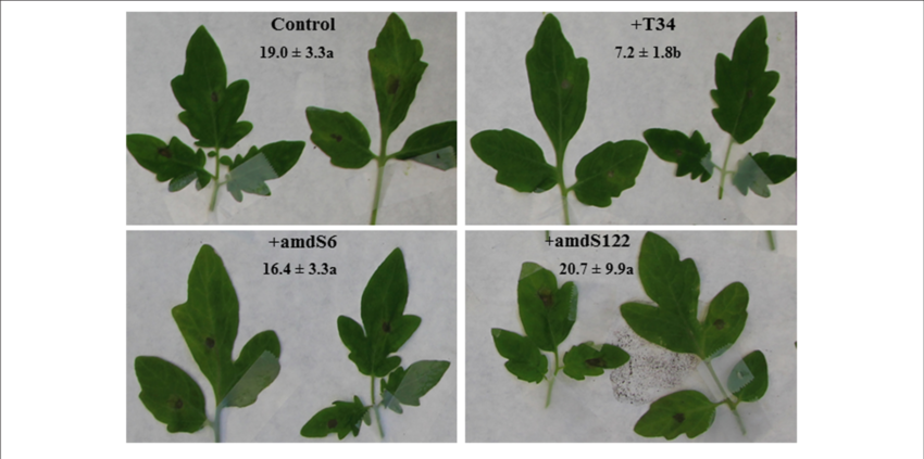 Necrotic Lesions Observed In Tomato Leaves From T - Infection (850x423), Png Download