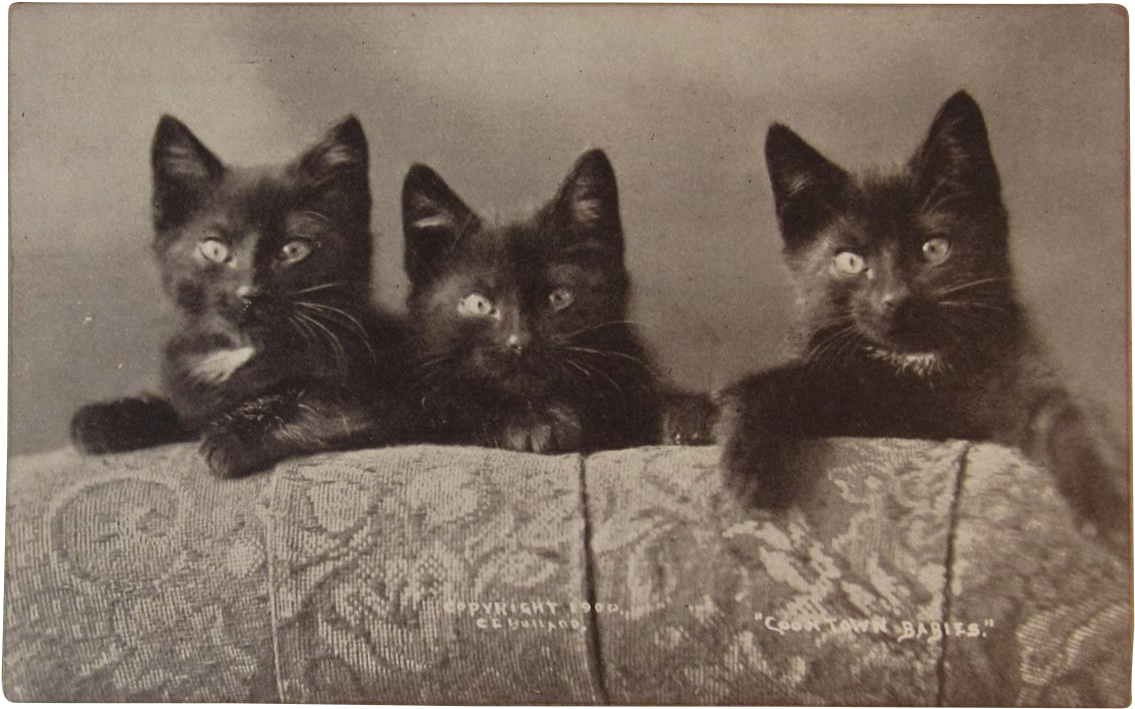 C1900 Coontown Babies Black Cats Postcard By Bullard - Cat (1134x1134), Png Download