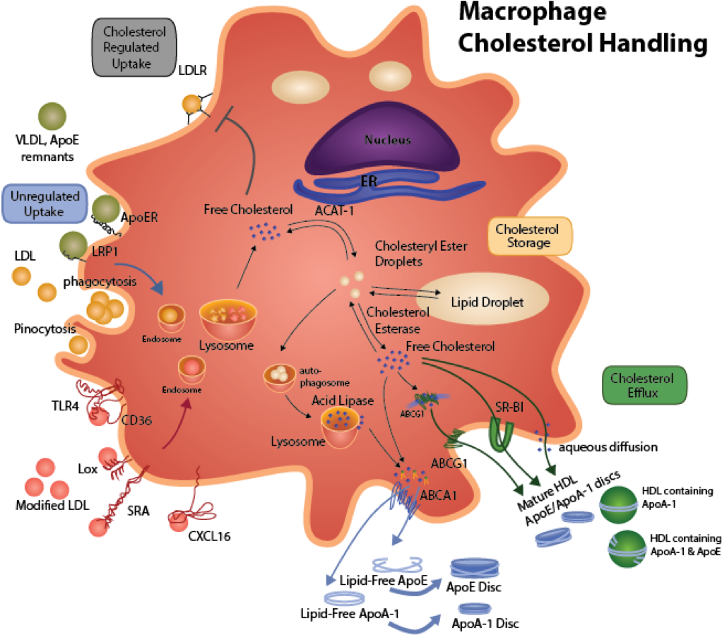 Download Macrophage Cholesterol Metabolism Macrophage Lipid