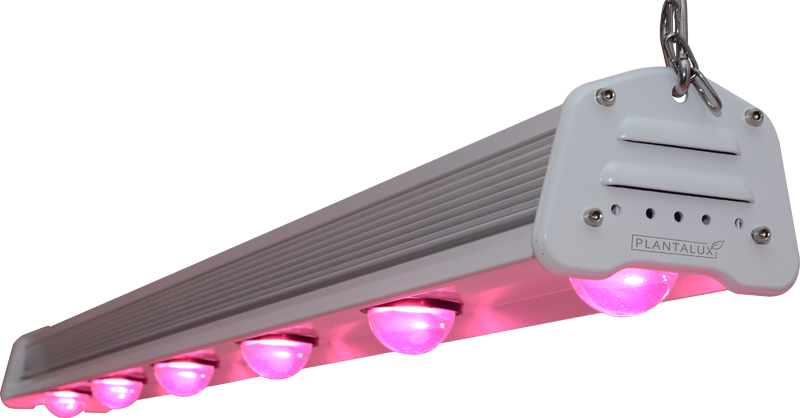 Horticulture Led Cob Lamp For Greenhouses - Proposal (800x418), Png Download