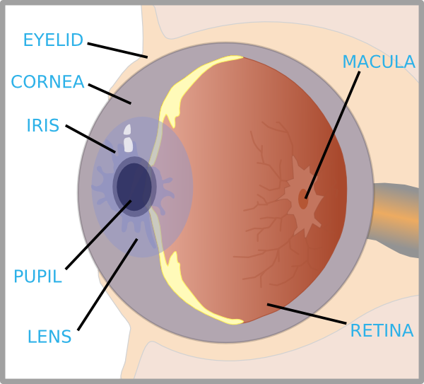 Small - Label Of An Eye (600x543), Png Download