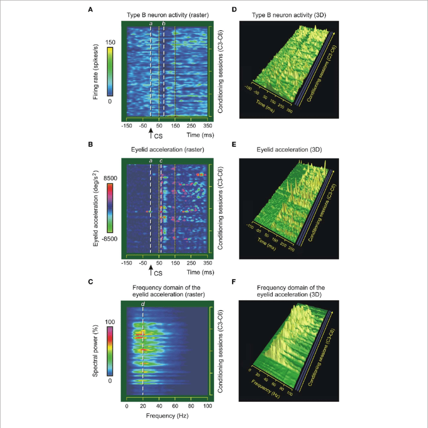 Type B Neuron Activity In The Interpositus Nucleus - Interposed Nucleus (850x851), Png Download