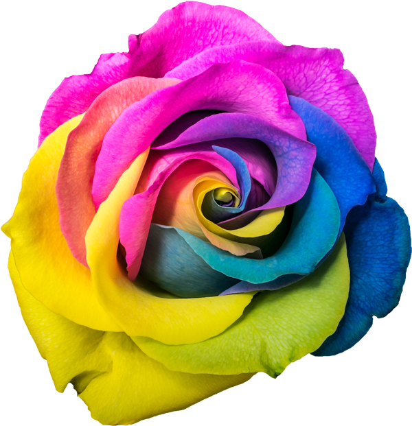 Rose (600x621), Png Download