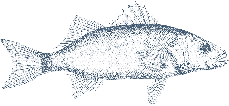 Clipart Royalty Free Download Barracuda Drawing Sardine - Carp (800x600), Png Download