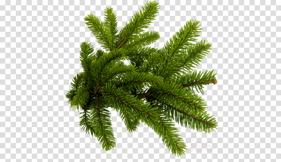 Christmas Tree Branch Png Clipart Christmas Tree Fir - Christmas Tree Branch Png (900x520), Png Download