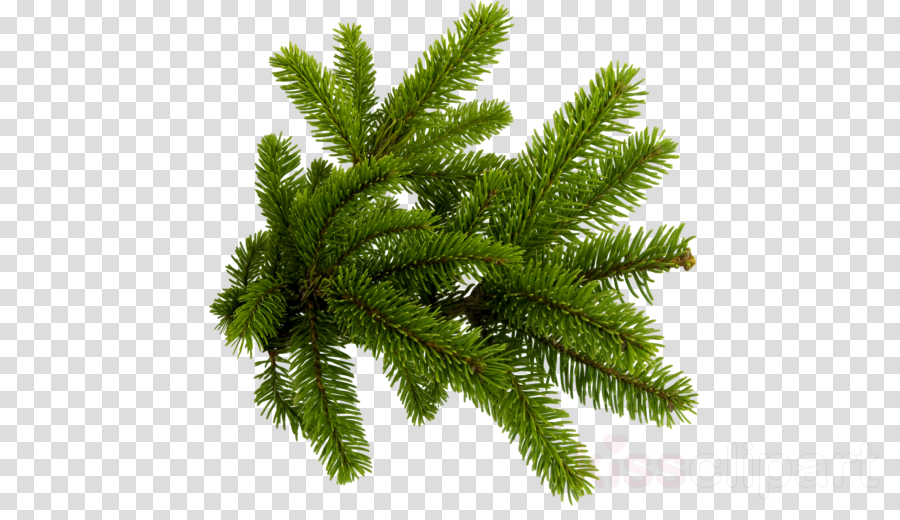 Christmas Tree Branch Png aaainspire