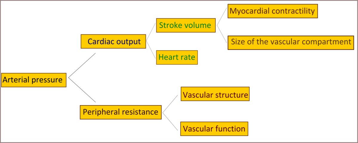 Determinants Of Arterial Pressure (1200x480), Png Download