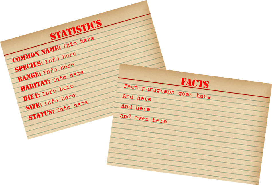 Ball Python Stats And Facts - Boa Constrictor Facts (950x650), Png Download