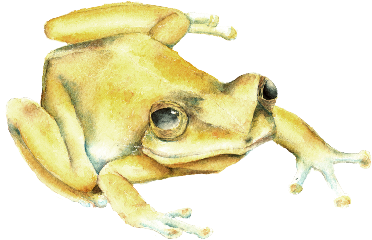 Download Amphibians Drawing Coqui Frog Image Free Stock - Transparent Puert...