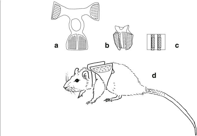 Placement Of The Additional Load In The Backpack - Lateral Dorsal Axillary Line Mice (850x471), Png Download
