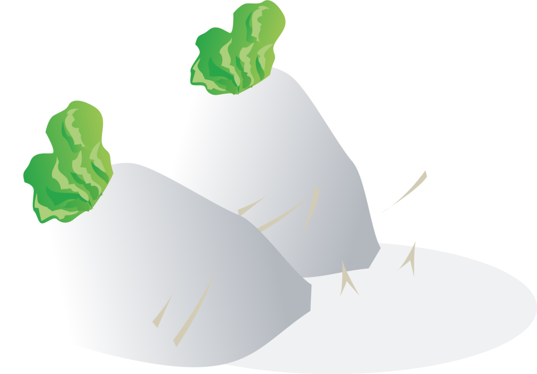 Daikon Vegetable Food Radishes - Vegetable Vector (1076x750), Png Download