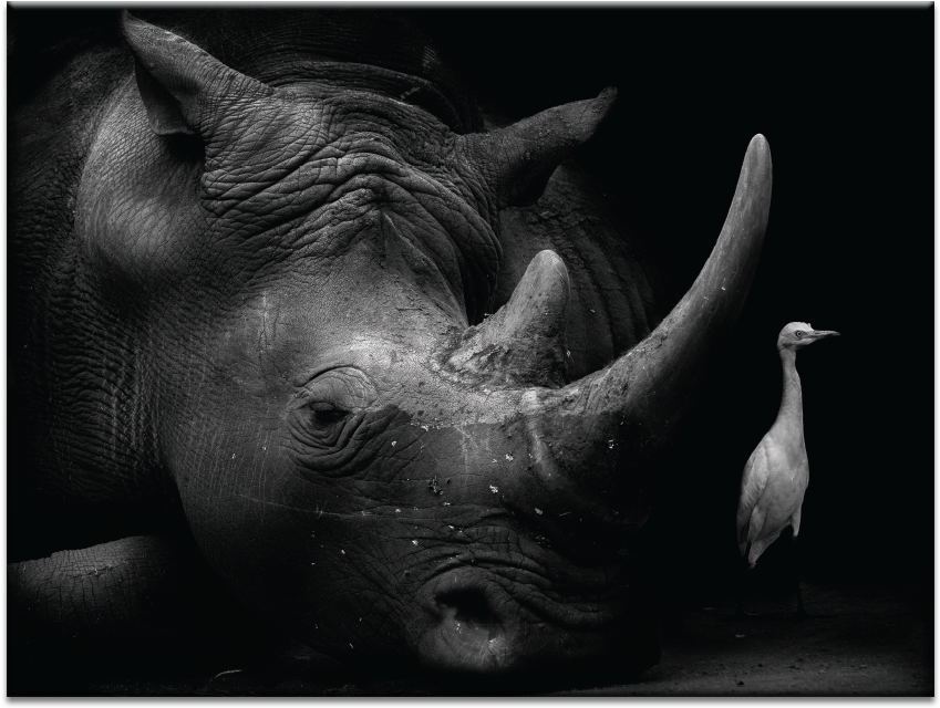 The Bodyguard - Leinwandbild Der Bodyguard Photographers Lane (900x900), Png Download