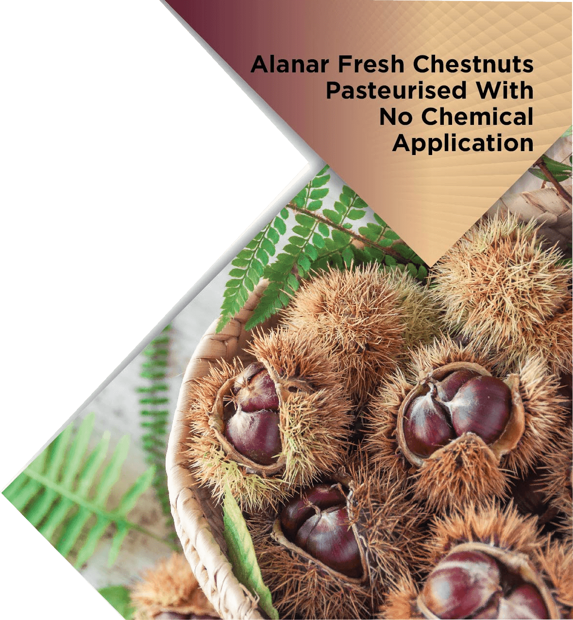Alanar Fresh Chestnuts - Chestnut (1180x1276), Png Download