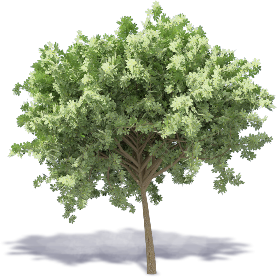 Trees For Rendering (1000x1000), Png Download