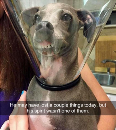 25 Hilarious Snapchats Anyone Who Loves Animals Must (640x494), Png Download
