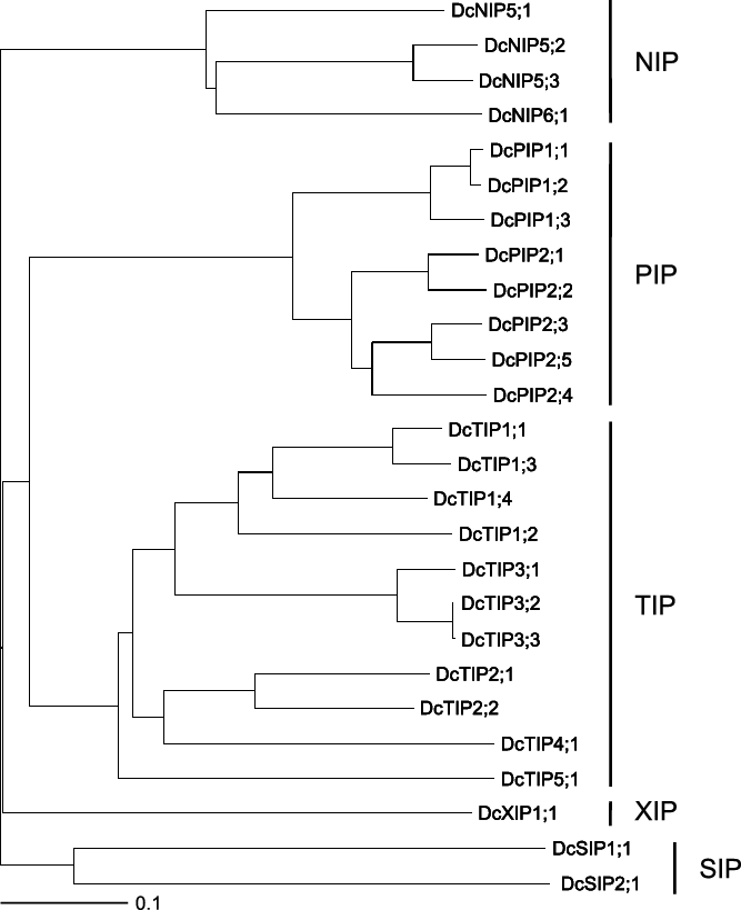 Phylogenetic Analysis Of Aqps In Carnations - Diagram (667x819), Png Download