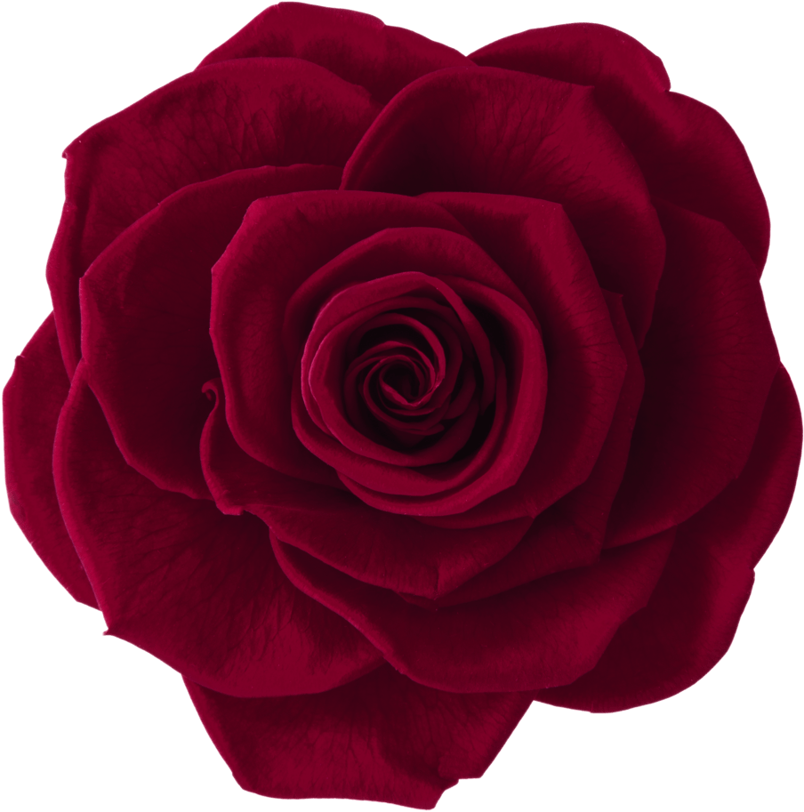 Rosas Rojo Vino Png (1024x1007), Png Download