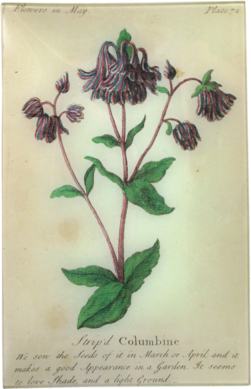 Plate (800x800), Png Download