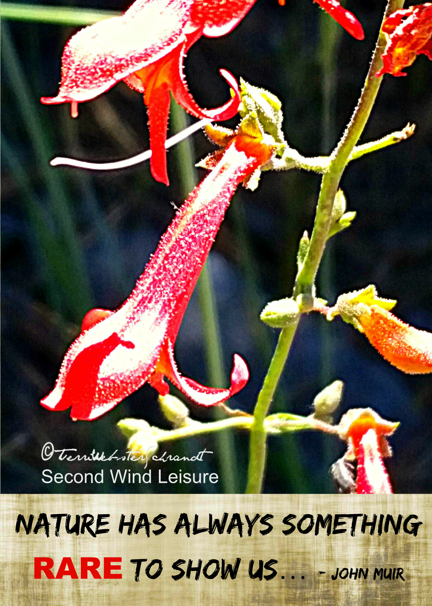Columbine Flower Found At Alpine Altitudes - Columbine (1500x2100), Png Download