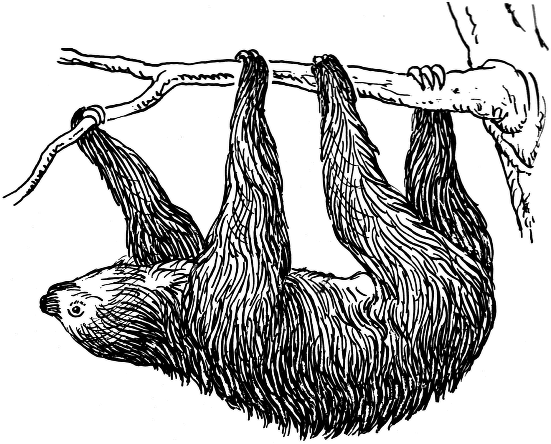 Sloth Bear, Baby Sloth, Sloth Tattoo, Sloth Drawing, - Sloth Clip Art Black And White (1870x1506), Png Download