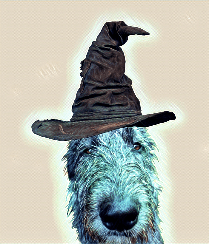 There's A Harry Potter Dog On My Couch - Sombrero De Harry Potter (700x818), Png Download