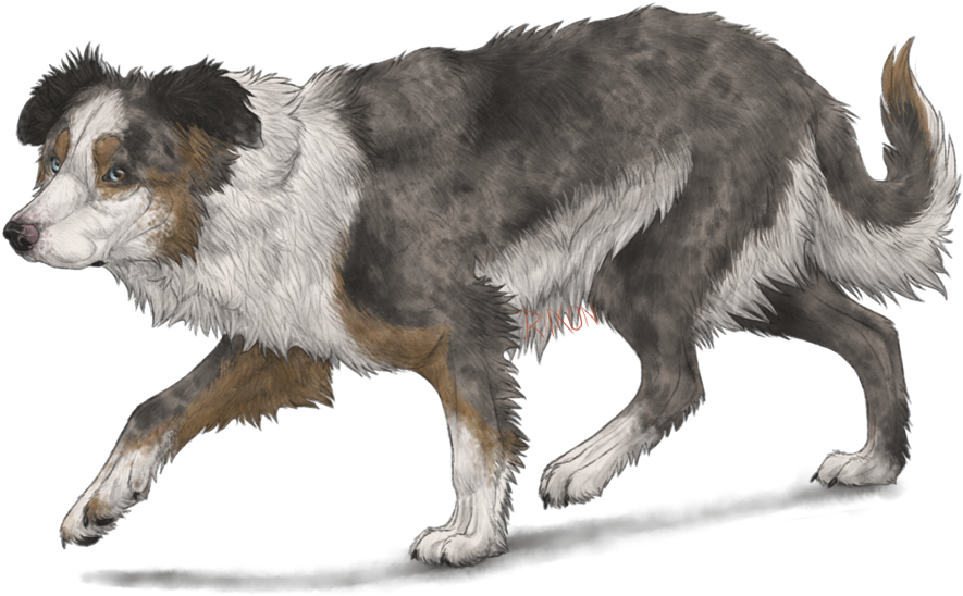 Border Collie By Riixon-d5uncwv - Anime Brown Border Collie (900x720), Png Download