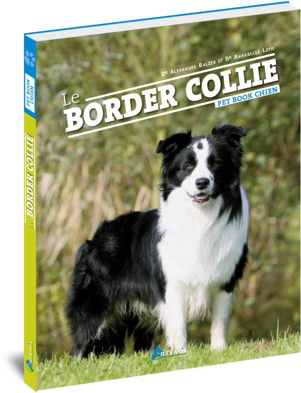 Border-collie2 - Artémis - Le Border Collie (800x800), Png Download