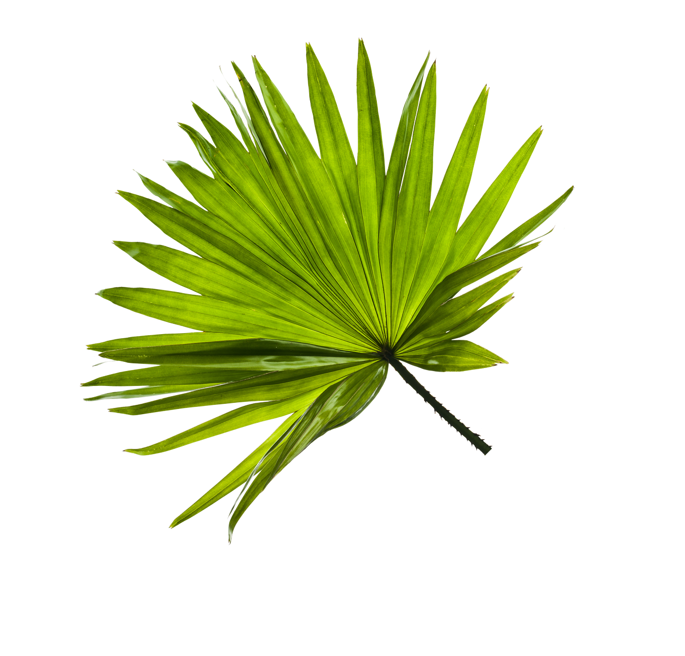 Only Vacation Resort Where The Wizarding World Of Harry - Grass (2000x1748), Png Download