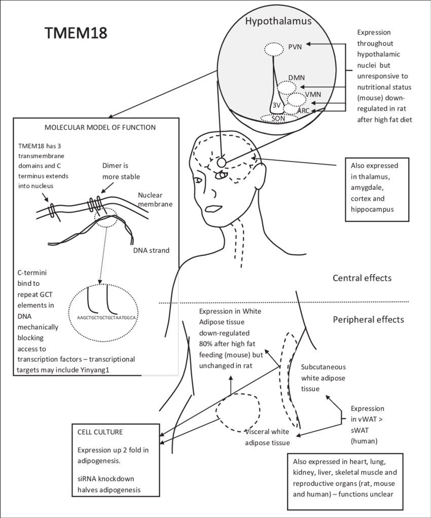 Diagram Summarising The Effects Of Tmem18 In Relation (850x1022), Png Download