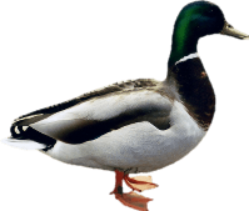 Free Png Images - Indian Duck Png (850x722), Png Download