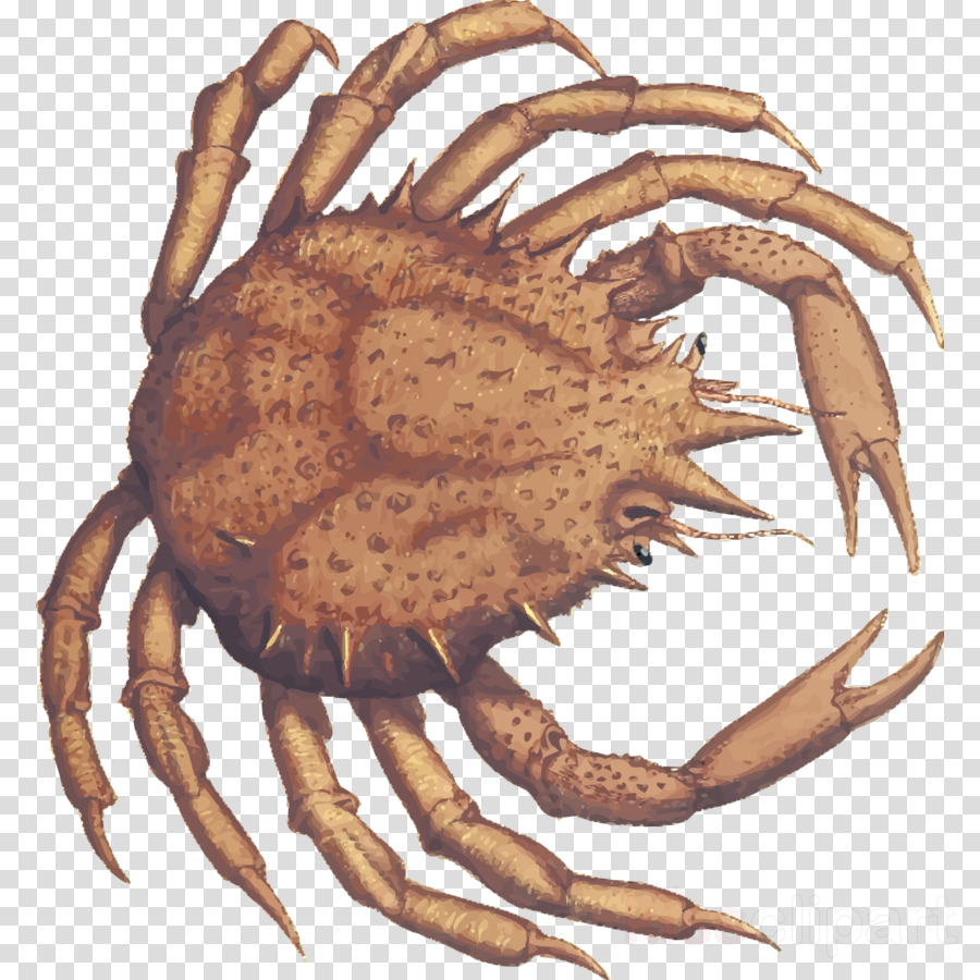 Crab Clipart Dungeness Crab King Crab - Hoffman Lake Mesh Cap (900x900), Png Download