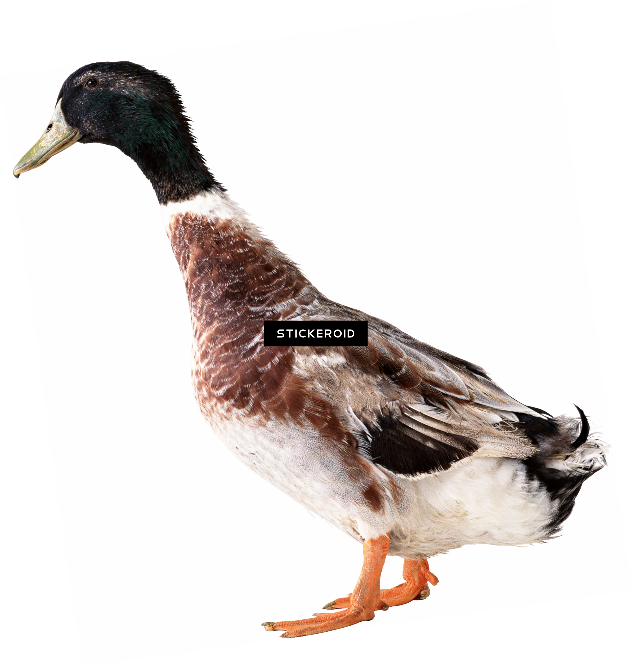 Duck Animals - Zwierzęta Poznajemy Świat Zabawa Z Naklejkami Arti (2199x2322), Png Download