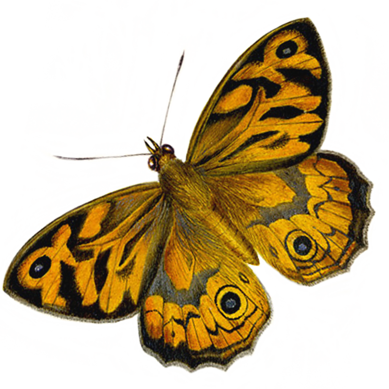 What Are The Differences Between Butterflies And Moths - Illustration (800x800), Png Download