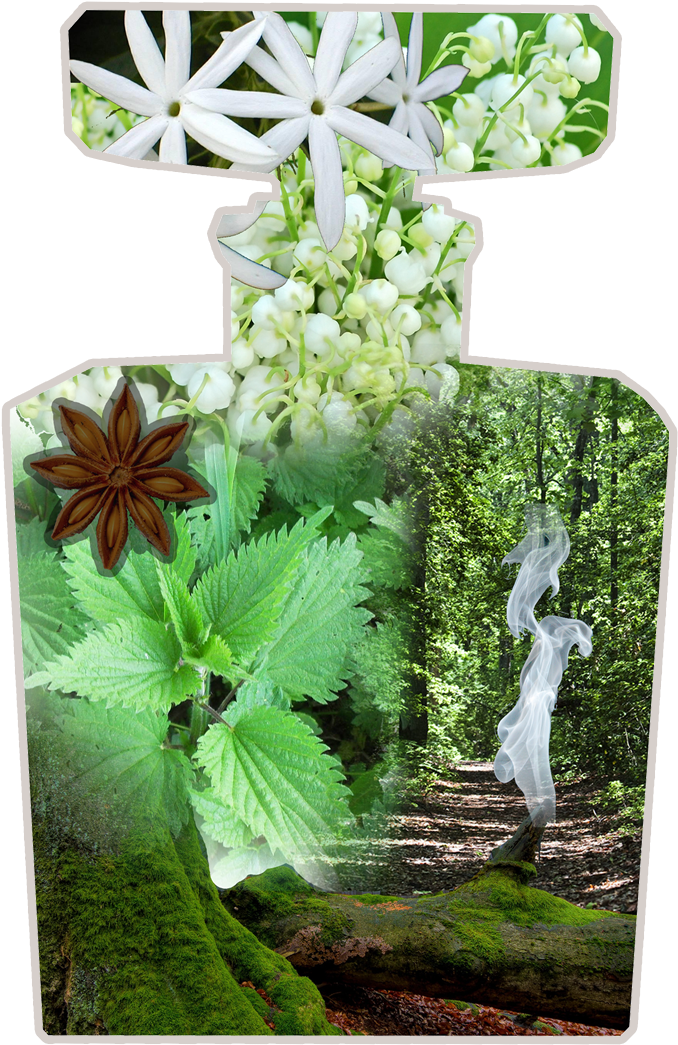 What, A Watcher Asks, Distinguishes One Moth From Another - Jasmine Flower (800x1128), Png Download