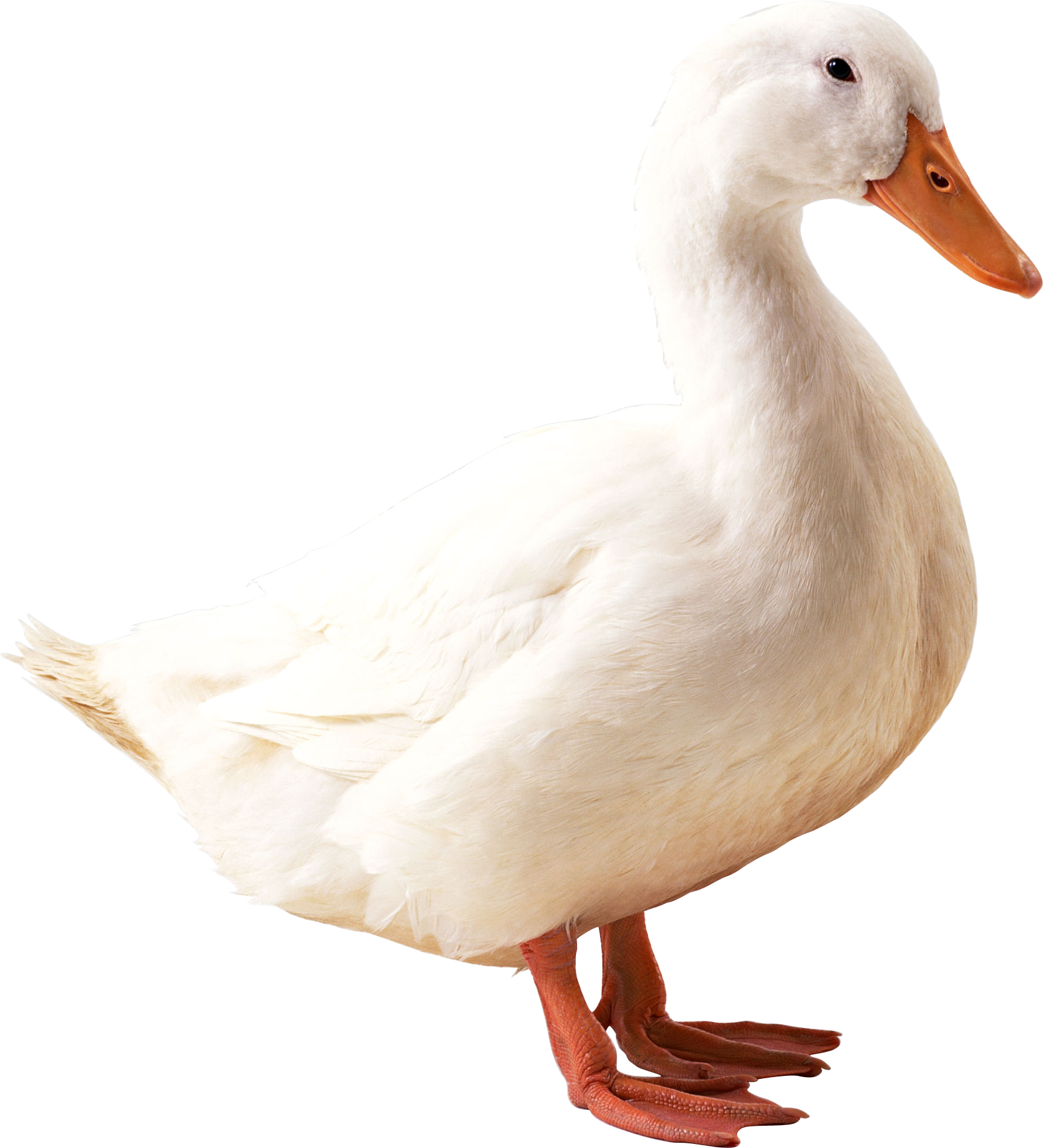 Goose Png - Duck Png (1780x1959), Png Download