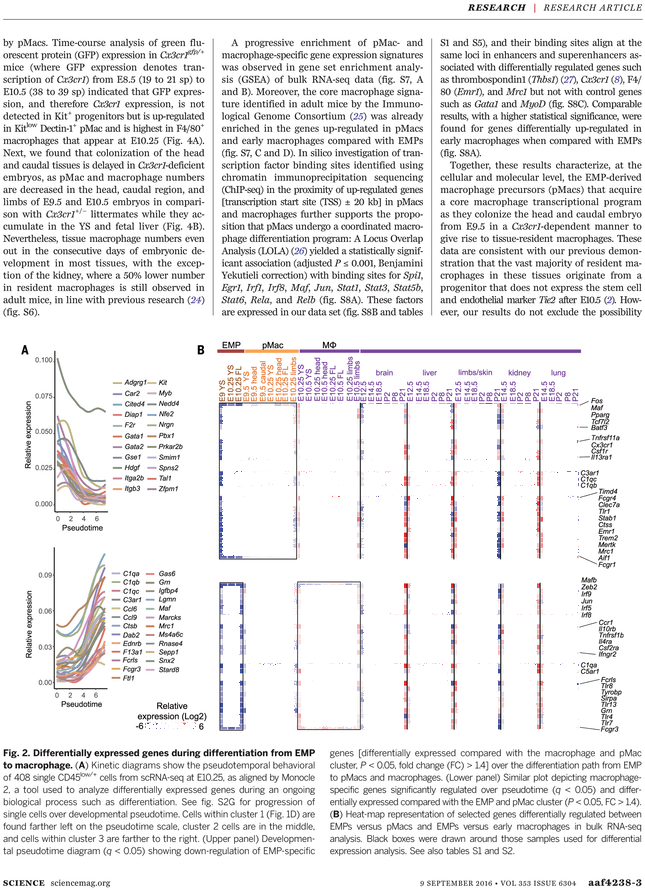 Untitled, Tailpiece, Pg. 99, In The Book Dingo By Octave (729x929), Png Download