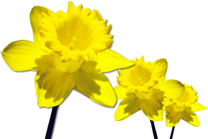 Free Png Daffodils Free Download Png Png Images Transparent - Daffodils Png (850x555), Png Download