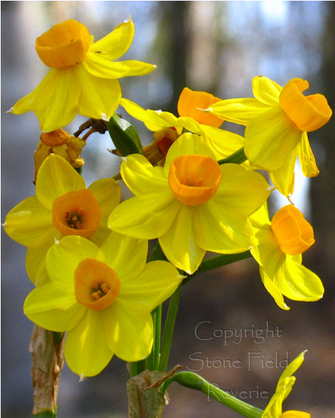 Mercer Narcissus - Paperwhite (600x600), Png Download