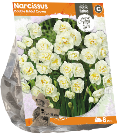Narcissus Double Bridal Crown Per - Petticoat Daffodil (600x600), Png Download