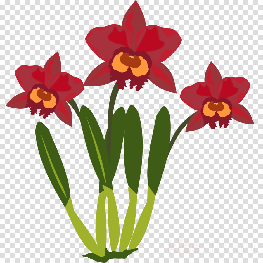 Narcissus Png (900x900), Png Download