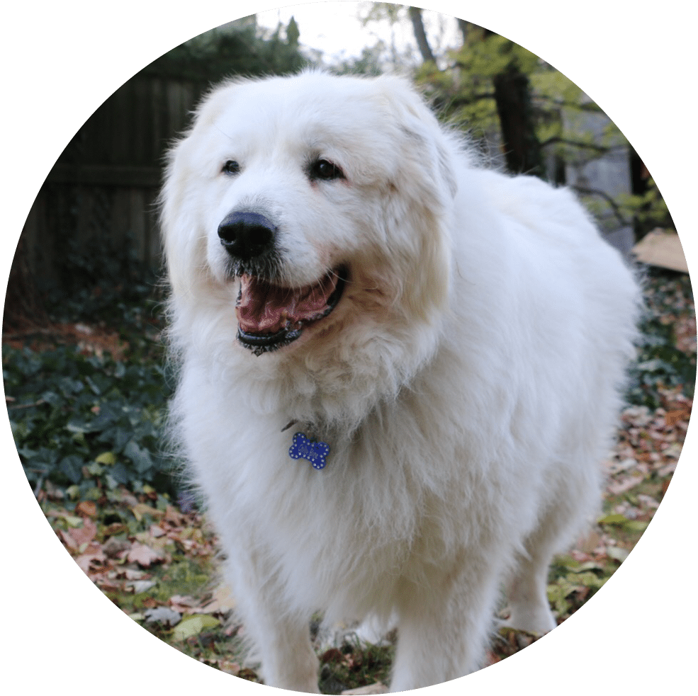 Chilly Willy - Great Pyrenees (1034x1028), Png Download