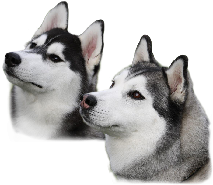 Husky Png (700x606), Png Download