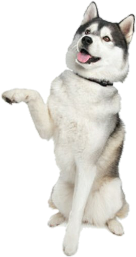 Image - Siberian Husky T-shirt Men - Baby - 4xl (296x549), Png Download